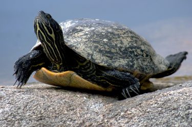 tortue3